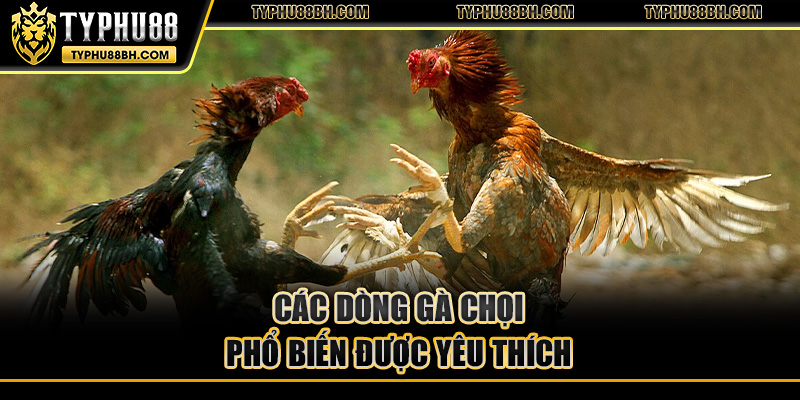 Gà Chọi – Tuyệt Kỹ Chọn Lựa Chăm Sóc Gà Chiến Bất Bại Các dòng gà chọi phổ biến được yêu thích