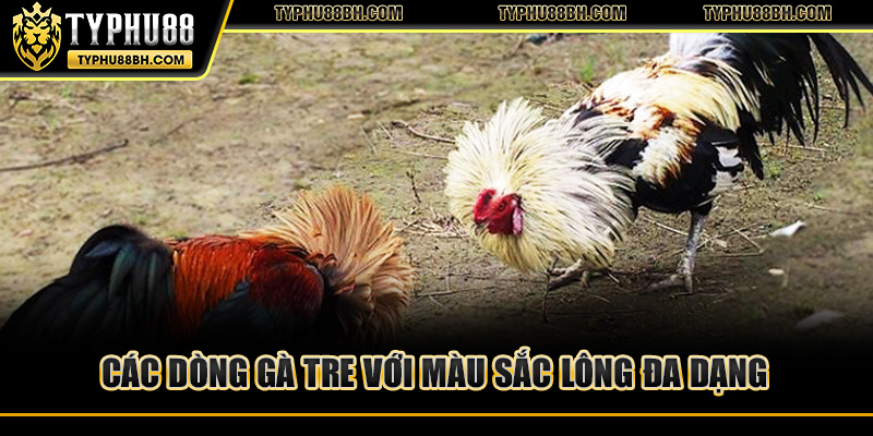 Gà Tre – Nguồn Gốc, Đặc Điểm Và Bí Quyết Chăm Sóc Các dòng gà tre với màu sắc lông đa dạng