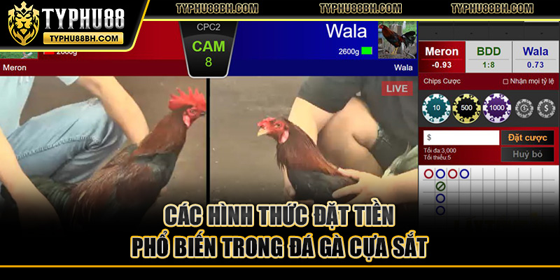Các hình thức đặt tiền phổ biến trong đá gà cựa sắt