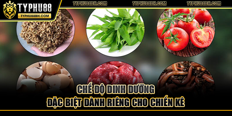Gà Chọi – Tuyệt Kỹ Chọn Lựa Chăm Sóc Gà Chiến Bất Bại Chế độ dinh dưỡng đặc biệt dành riêng cho chiến kê