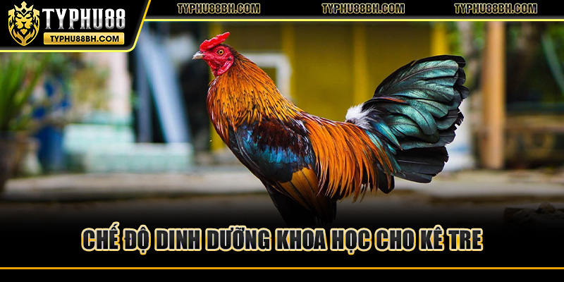 Gà Tre – Nguồn Gốc, Đặc Điểm Và Bí Quyết Chăm Sóc Chế độ dinh dưỡng khoa học cho kê tre