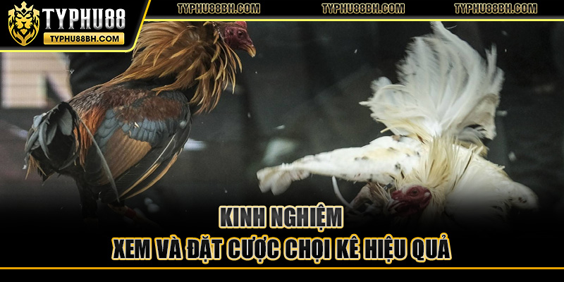 Kinh nghiệm xem và đặt cược chọi kê hiệu quả