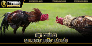 Gà Chọi – Tuyệt Kỹ Chọn Lựa Chăm Sóc Gà Chiến Bất Bại Một chiến kê oai phong trước trận đấu