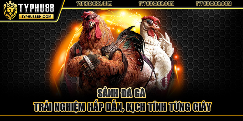 Sảnh đá gà - Trải nghiệm hấp dẫn, kịch tính từng giây